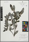 Foto von Salix appendiculata Vill.